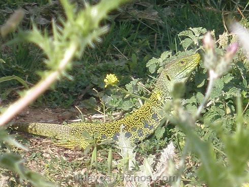 Paracuellos Jurásico I: Un lagarto de 30 cms. que vive junto al sector 1 de Miramadrid. Con unos colores muy vivos.