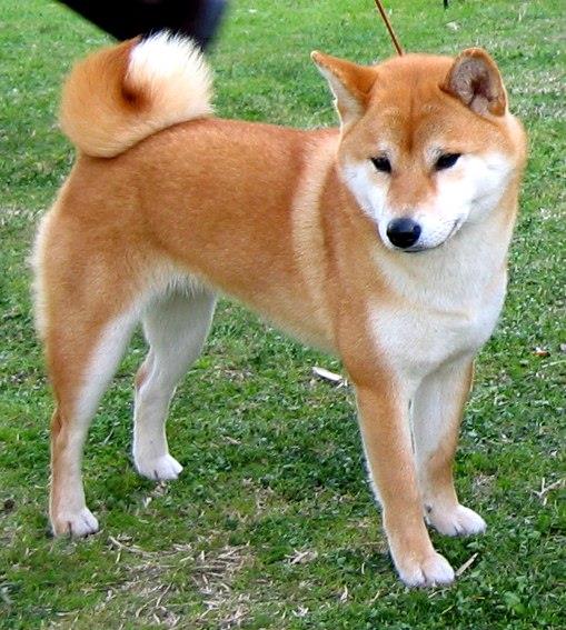 shiba inu perro encontrado en valdebebas