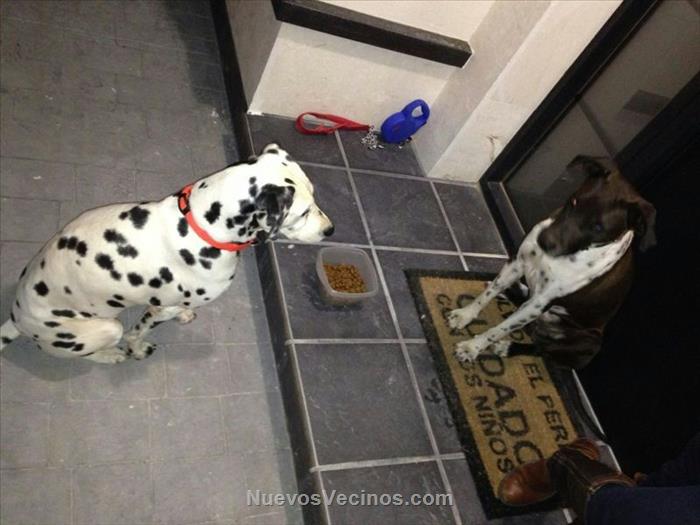 Se ha perdido 2 perros