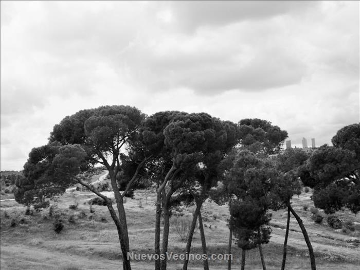 Los cenegales y las Torres de Plaza Castilla. Parque Felipe VI